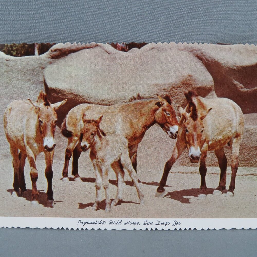 Vintage Postcard - Prezewalski's Wild Horse San Diego Zoo - International